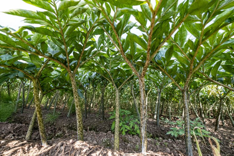 茎が長く伸びた様子を下からのぞき込むのも一興。