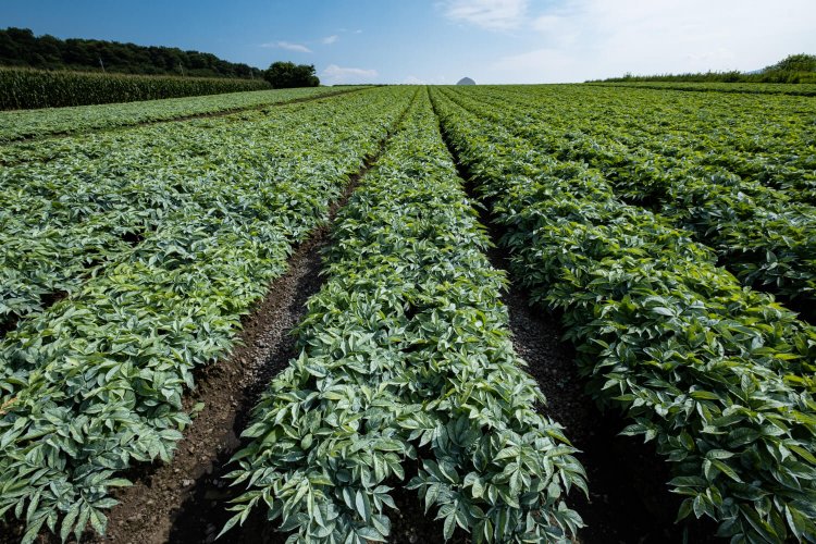 整然と植えられたこんにゃく畑は村を代表する光景。