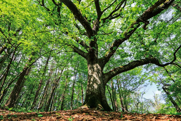 楢水コース途中にある大楢の木（写真提供＝昭和村企画課）。