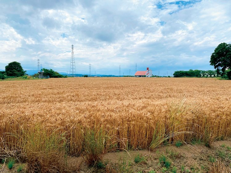 坂戸市のハナマンテン畑。（写真提供＝前田食品）