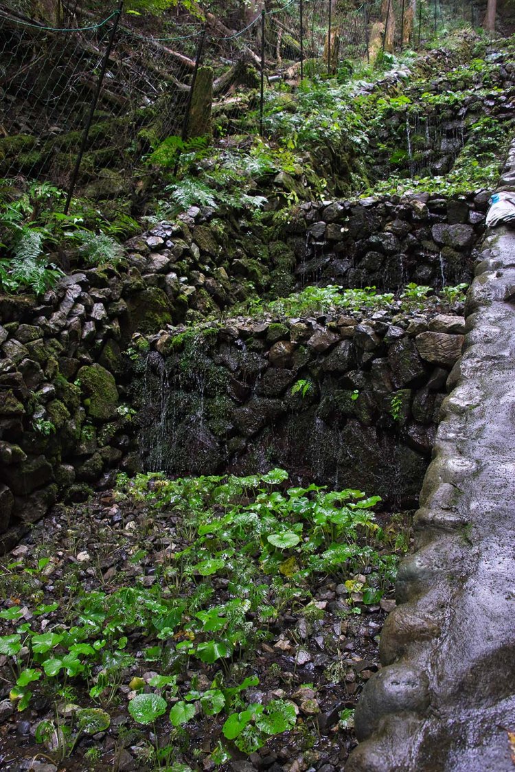 麵が食べたい　わさび010