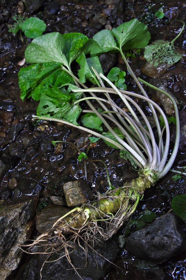 麵が食べたい　わさび021