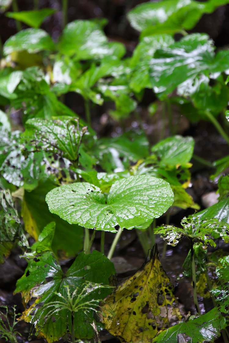 麵が食べたい　わさび018