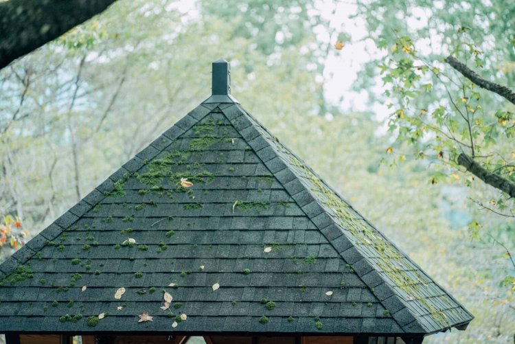 【カメラガールズ】「バルンバルンの森」