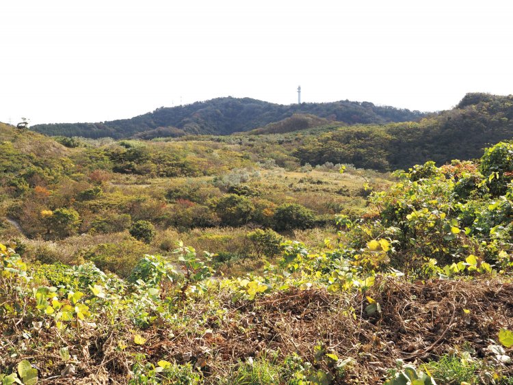 コース入り口から眺めた「湘南国際村めぐりの森」。コース以外は許可がないと入れないが、毎年植樹祭が行われている。