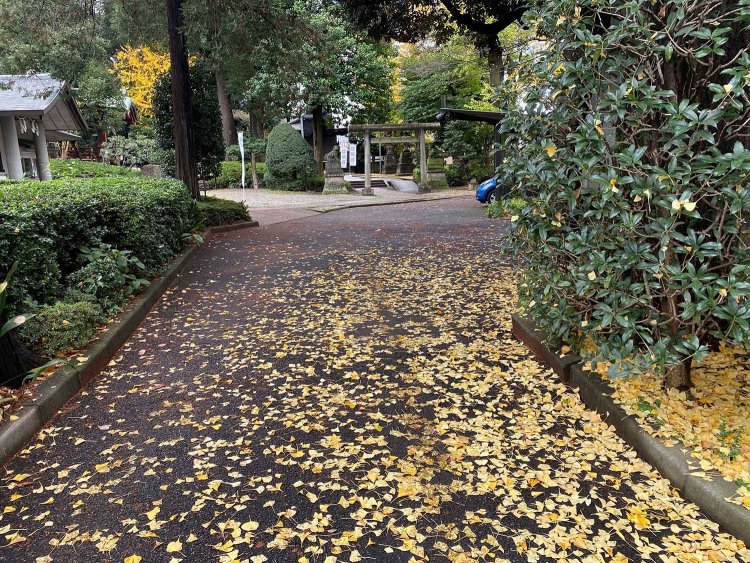 黄葉が道に広く散っていた。