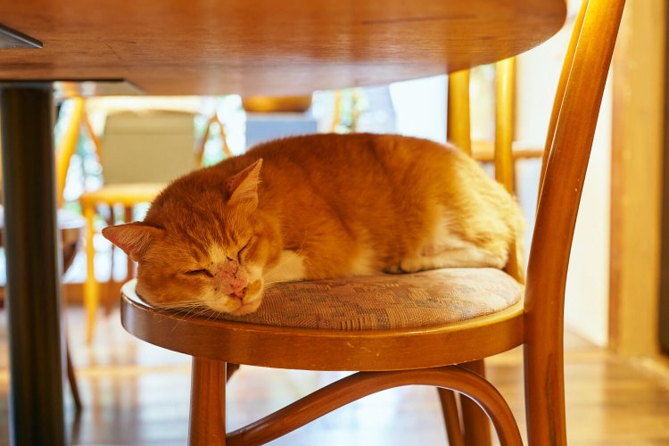 「僕の名前は茶茶。看板猫の仕事は楽しいよ……zzz」。