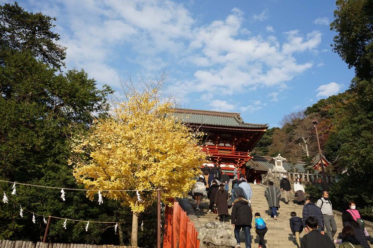2010年に倒れた大銀杏は残った根から若木を再生。立派な銀杏が育ちつつある。