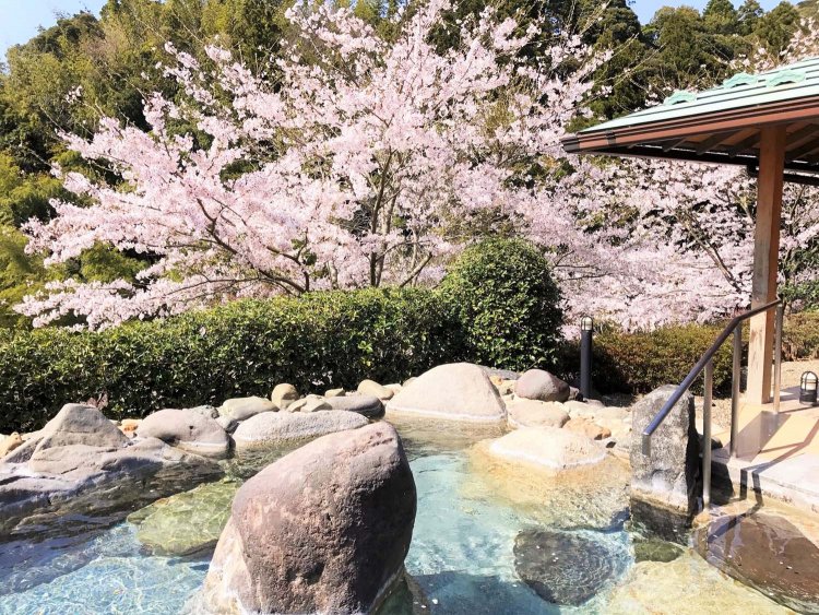 桜の季節には花見風呂が楽しめる。