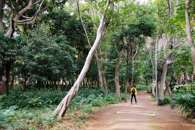 小説冒頭に登場する「鎌ケ谷一丁目ふれあいの森」