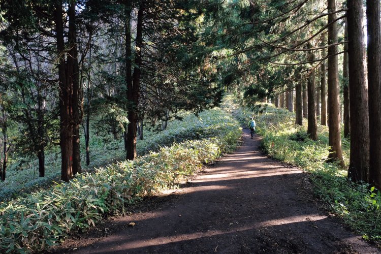 陣馬山から景信山へ行く縦走路。なだらかで広い尾根道は歩きやすい。走っている人も多い。