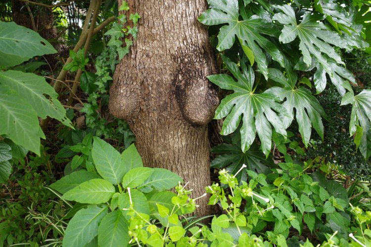 恵比寿中目黒勝負6恵比寿珍樹