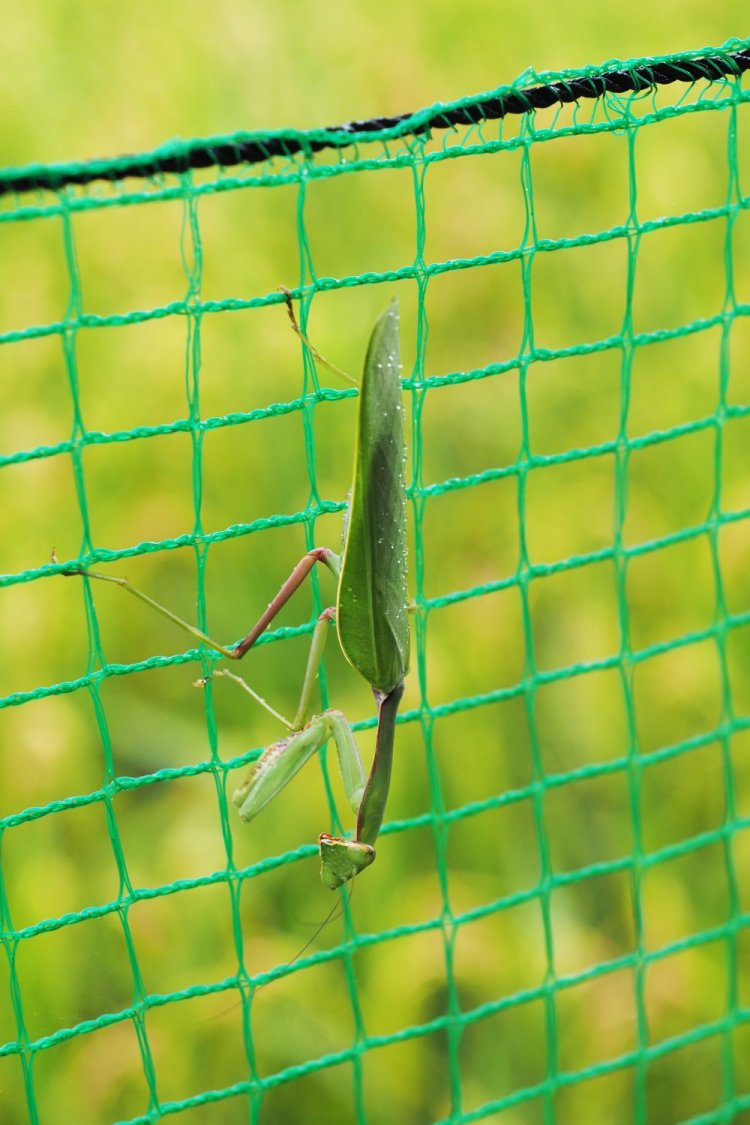 田んぼに張った網にオオカマキリが。外来種のムネアカハラビロカマキリが増えているそうだ。
