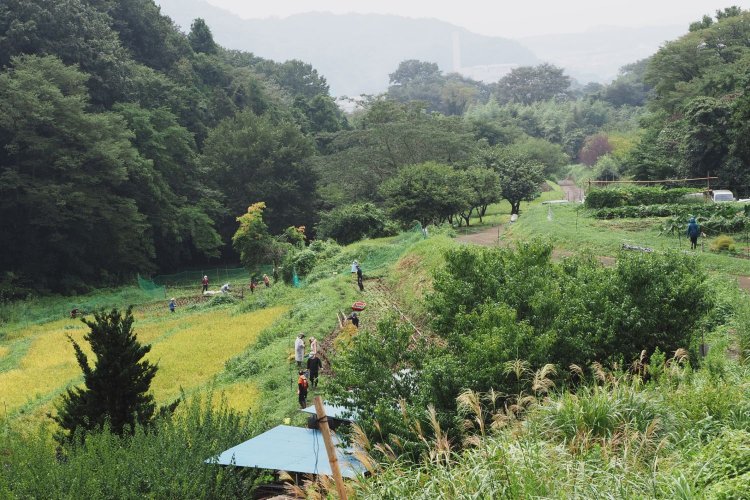 棚田の奥のほうからの眺め。右手のほうでは畑を作り、ソバなども栽培している。