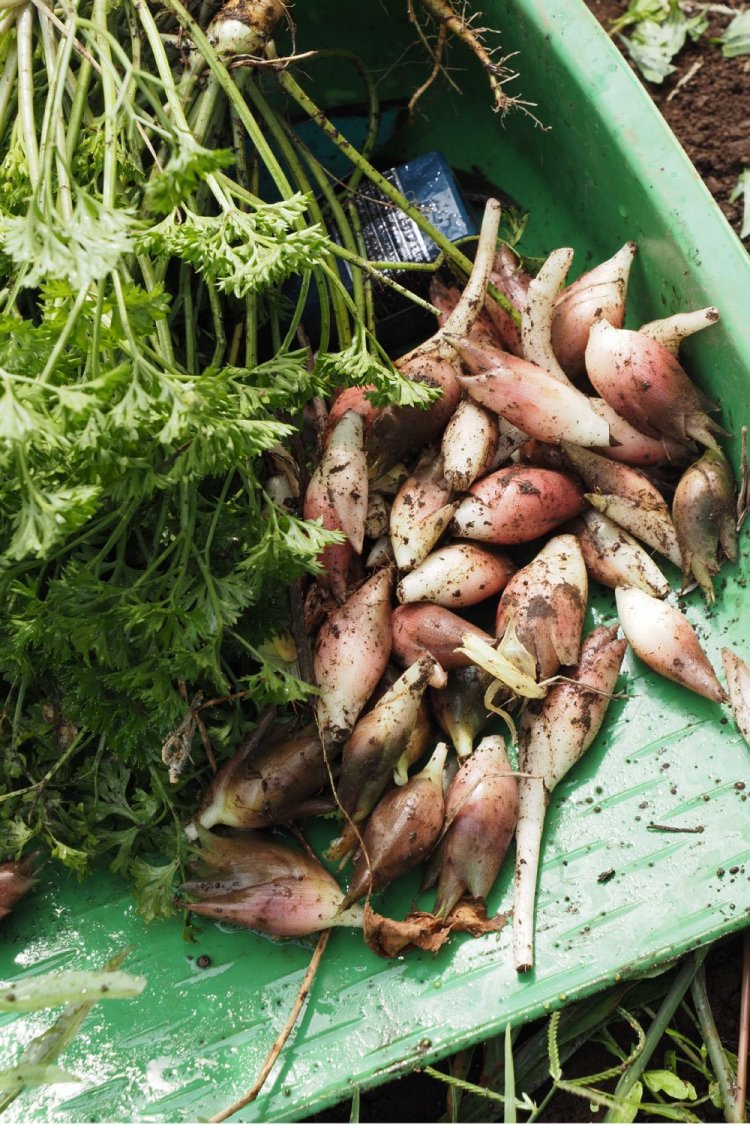 畑で採れたミョウガ。訪ねたときには他にトウガンやキュウリ、ミニトマトなどが収穫できた。