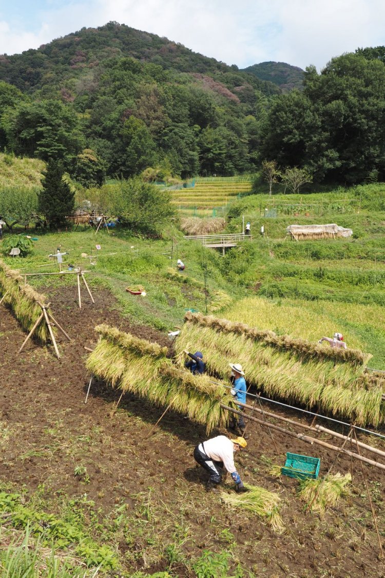 隠れ棚田のような名古木の棚田。2021年の稲刈りは9月の初めから行われた。