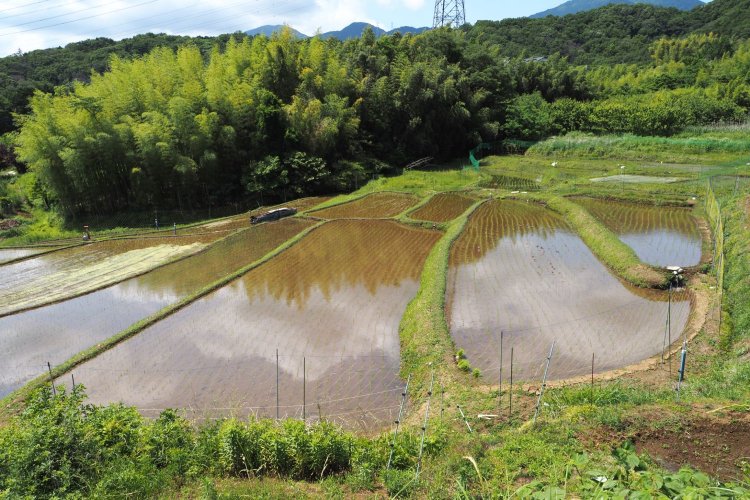 近くにあるもうひとつの名古木の棚田。田植えの終わった時期に訪れたときの写真。
