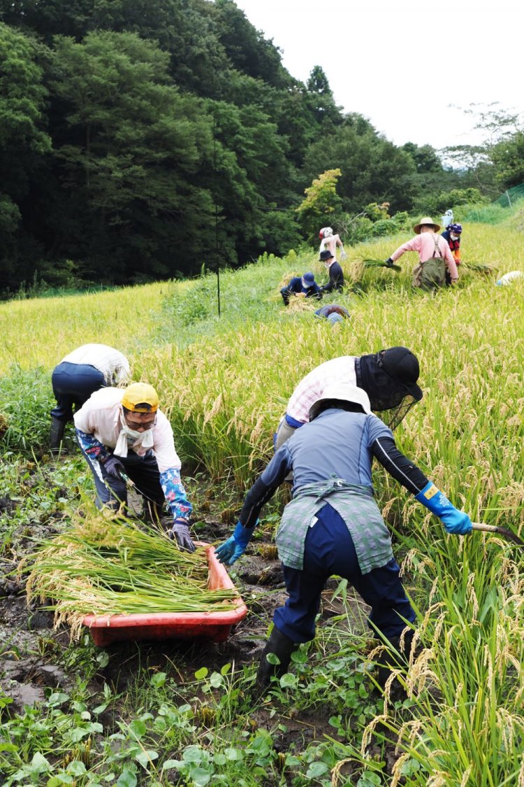 自然塾丹沢ドン会の取材時の会員は90家族、150人ほど。