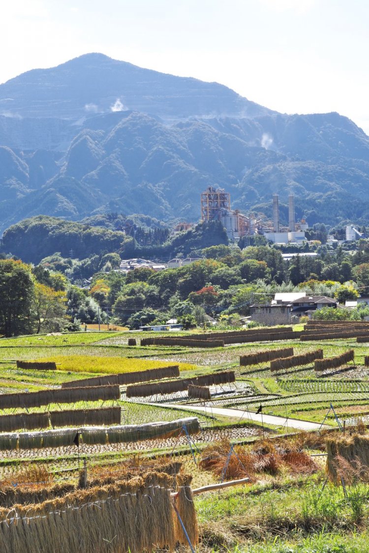 武甲山の麓に寺坂棚田がある。右奥にみえる2本の煙突は三菱マテリアル工場の煙突。
