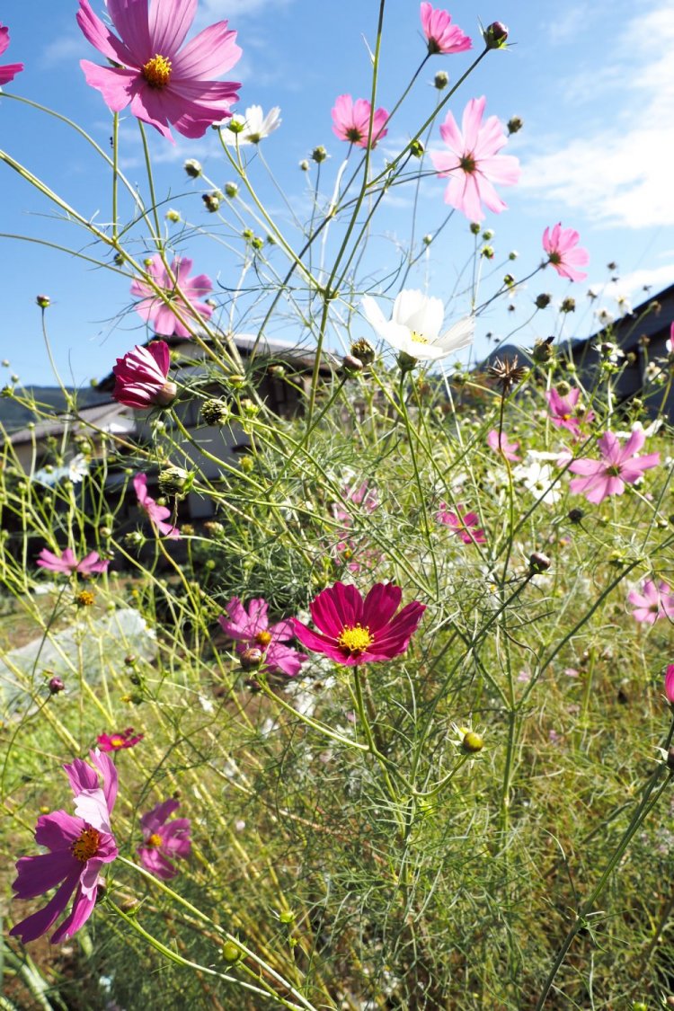 横瀬駅から寺坂棚田へ向かう途中の道端にコスモスの花が咲いていた。