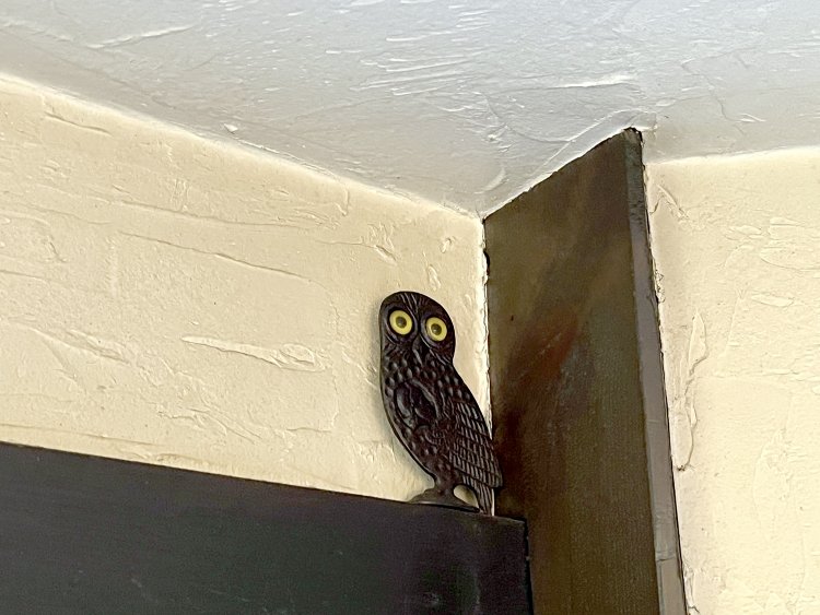 大きな目のフクロウがどこにいるか探してみよう。