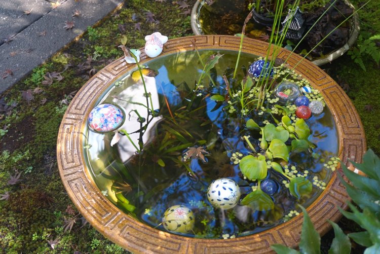 境内でゆうゆうと泳ぐメダカたち。