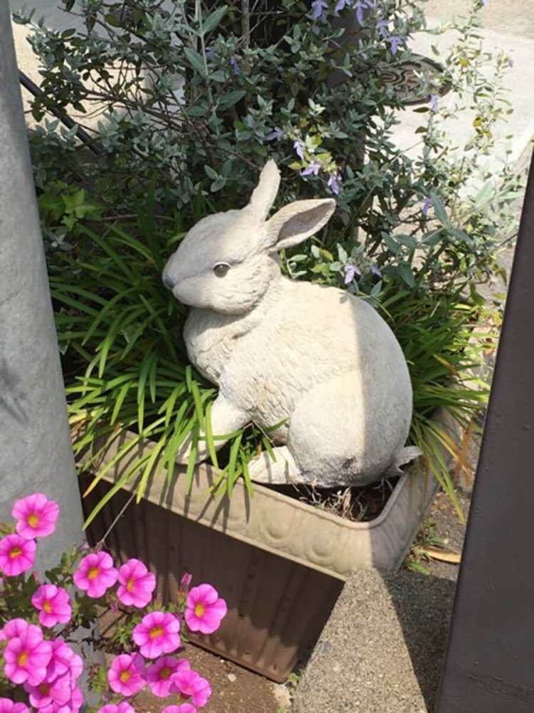.動物病院の入り口に、犬や猫などのオーナメントと並んで設置されているリアルウサギ（若葉台）。