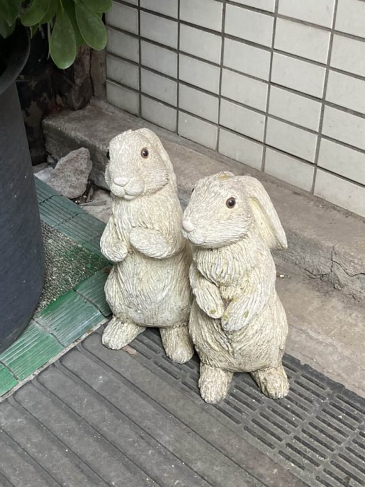 .居酒屋の店先に設置されたペアウサギ。上目遣いに訴えかけてくるかわいさ（神田）。