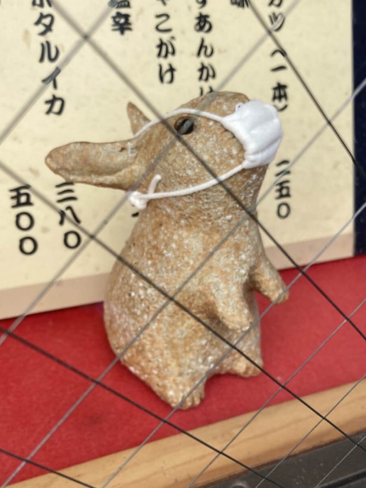 うどん屋『兎屋』のショーウインドー内のミニウサギ。ミニマスクを着けてもらって、愛されているのがわかる（小川町）。