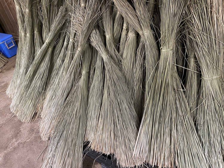 束ねられた七島藺。