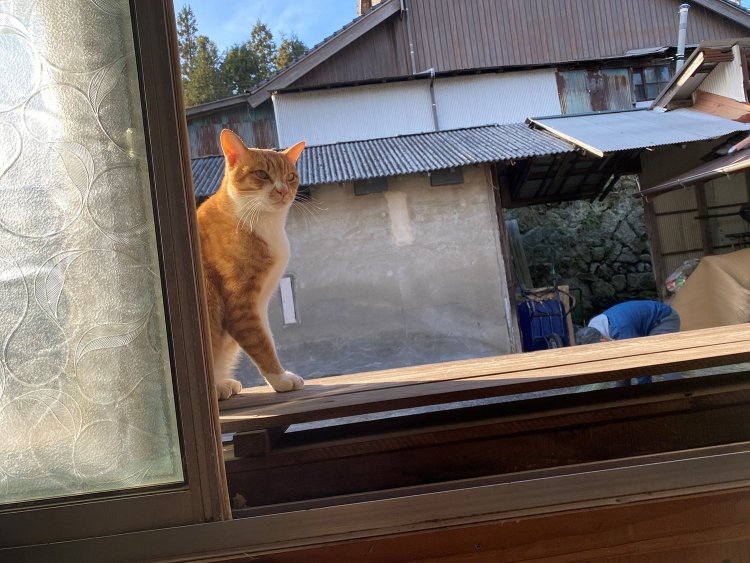 ひょこっと登場。