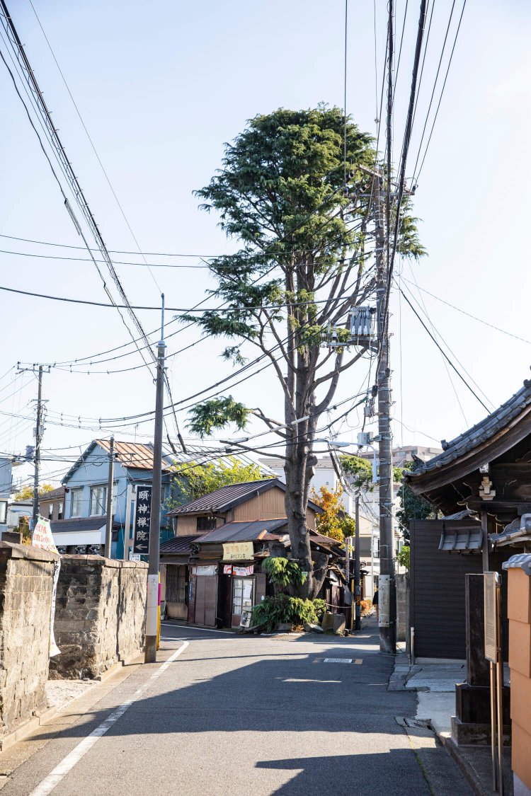 2019年の台風による風雨で幹の一部が折れてしまった樹齢100年超のヒマラヤ杉。安全のためにスッキリと剪定された。
