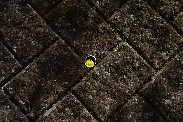 誰かのかわいいイタズラ？ 黄色い花の一輪挿し。