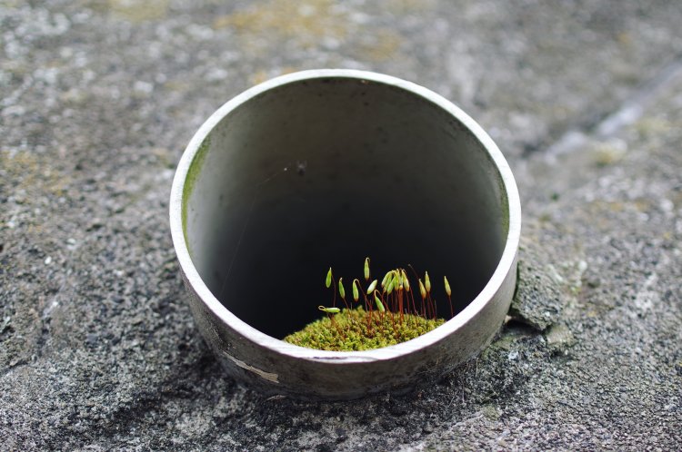 穴の中で、小さな木立のように芽吹く苔の花。