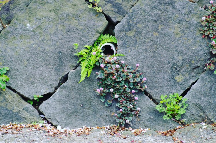 穴の周囲をゴージャスに彩る植物たちが、花束のよう。