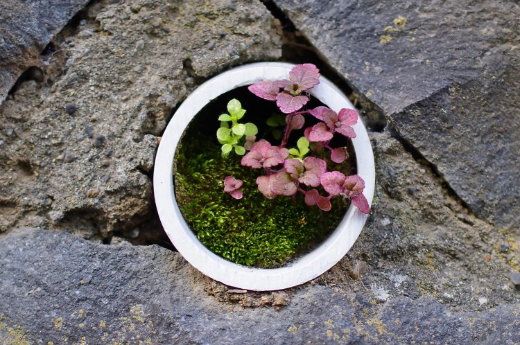 穴の中に“寄植え”された植物たちが坪庭のよう。