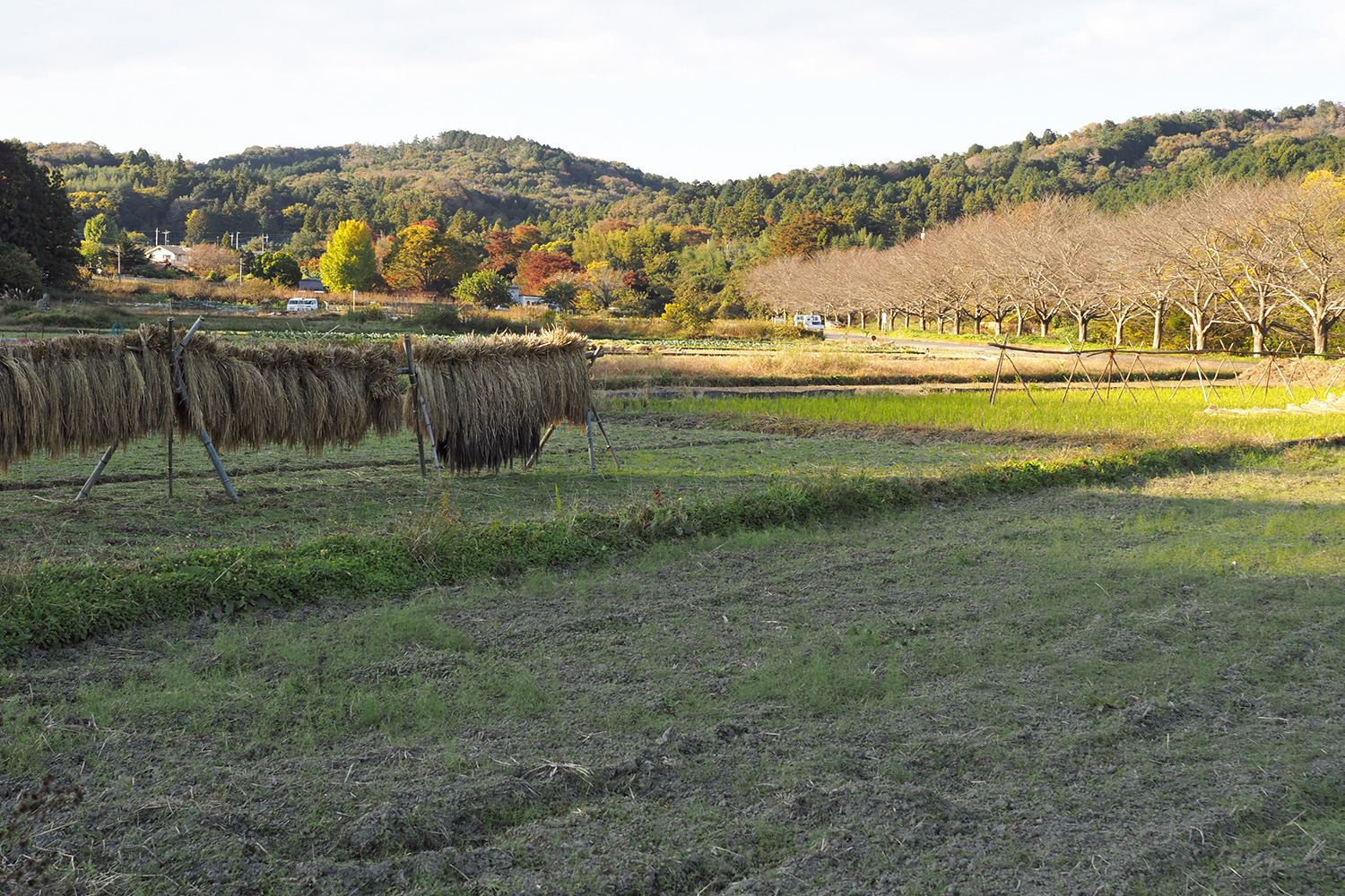 乙黒耕地。右手の並木は成木川沿いにある桜。