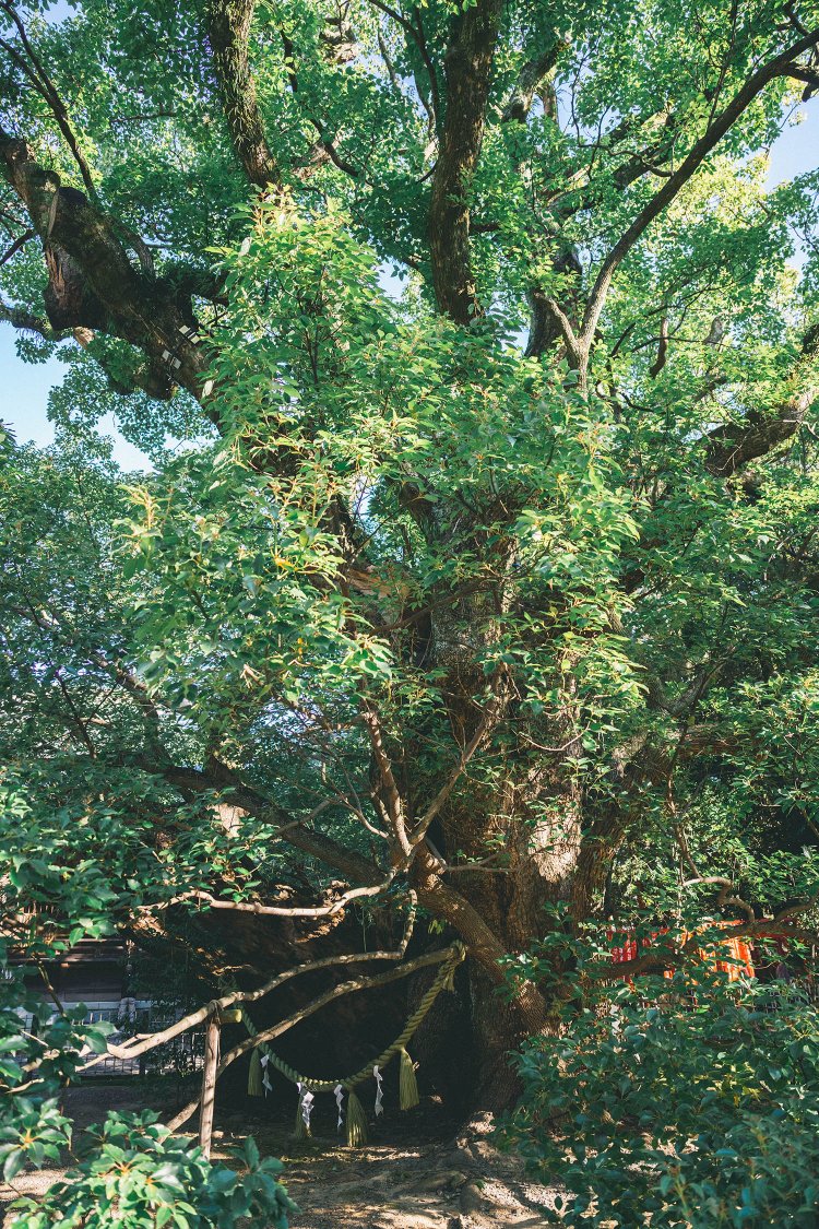 家康が身を隠したという言い伝えが残る楠の古木。枝が画角からはみ出した構図からは、生命力の強さが感じられる。　撮影／ちょりんた（＠chorinta）