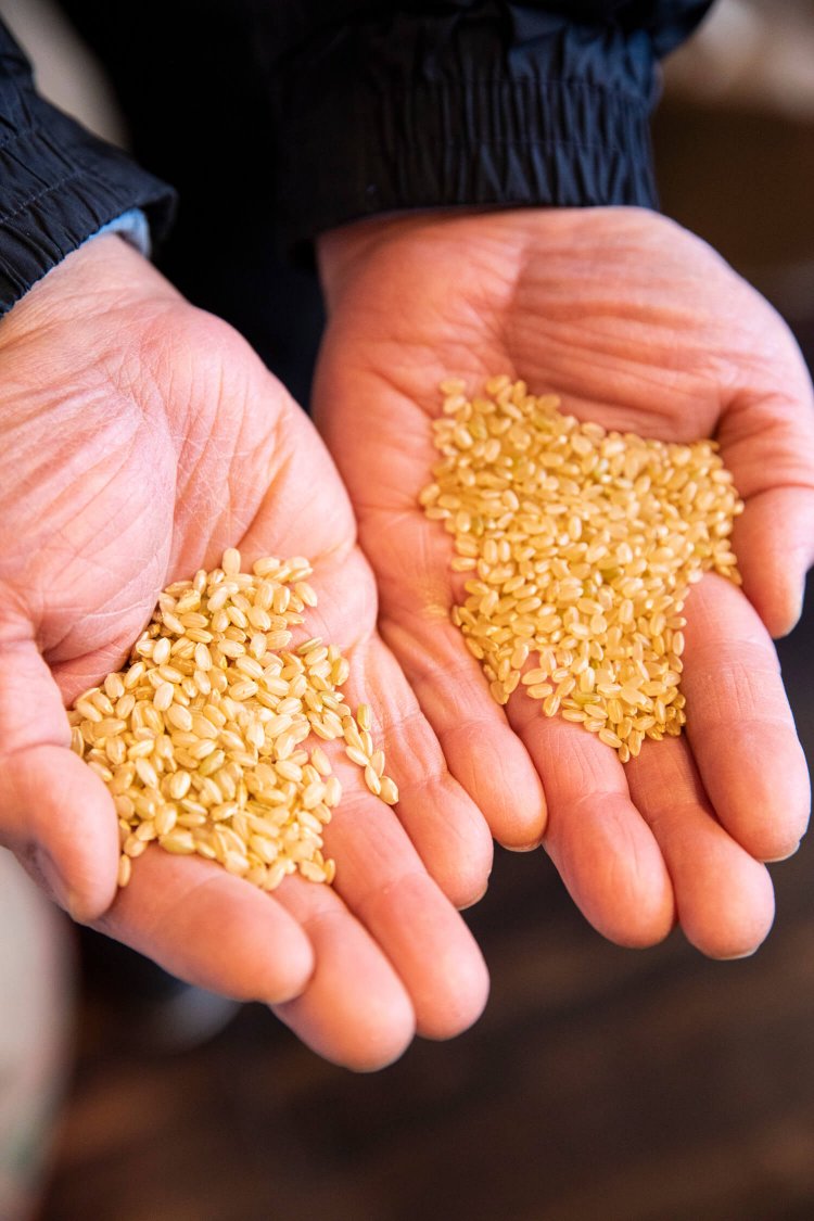 左右比べると粒の違いがわかるはず。