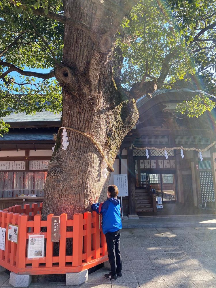 宇佐神宮　ご神木