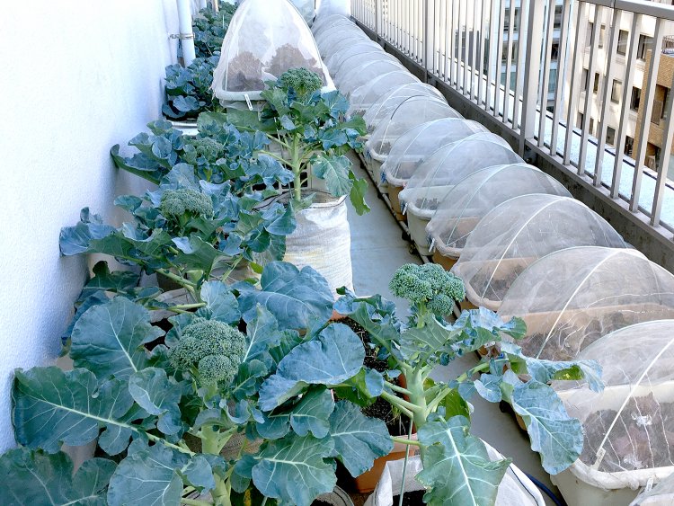 オーナー自ら心を込めて栽培している野菜。