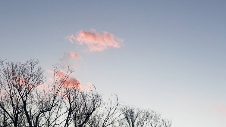 冷えた身体も心も癒してくれる寒茜。