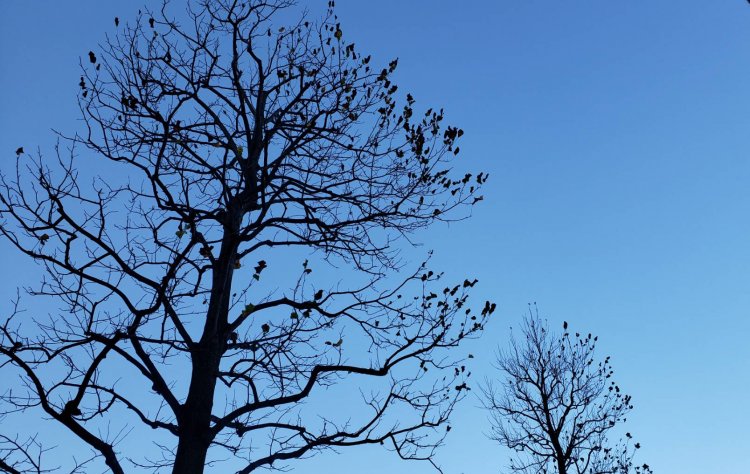 寒さが生み出す凍晴れの空。