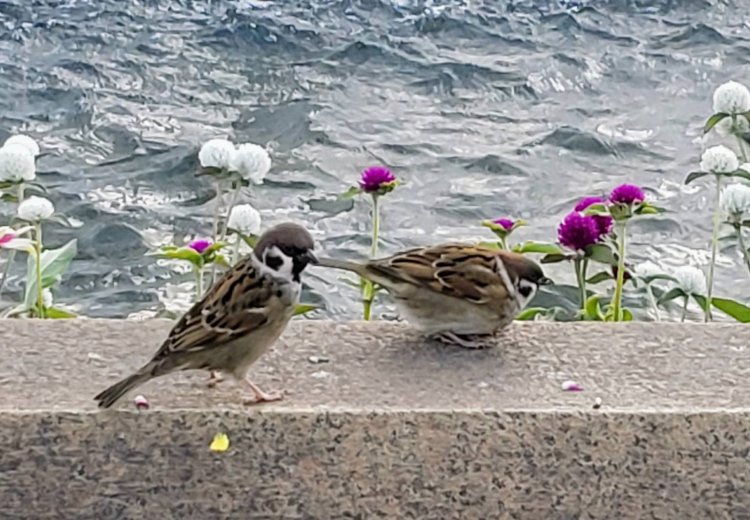 すずめたちも自前のダウンコートで寒さ対策。