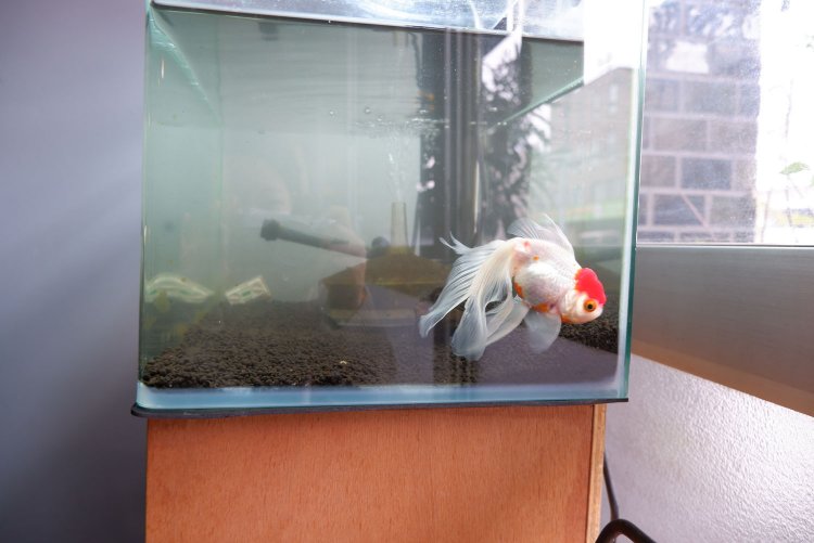 みんなの人気者、金魚の梅（ウメ）。