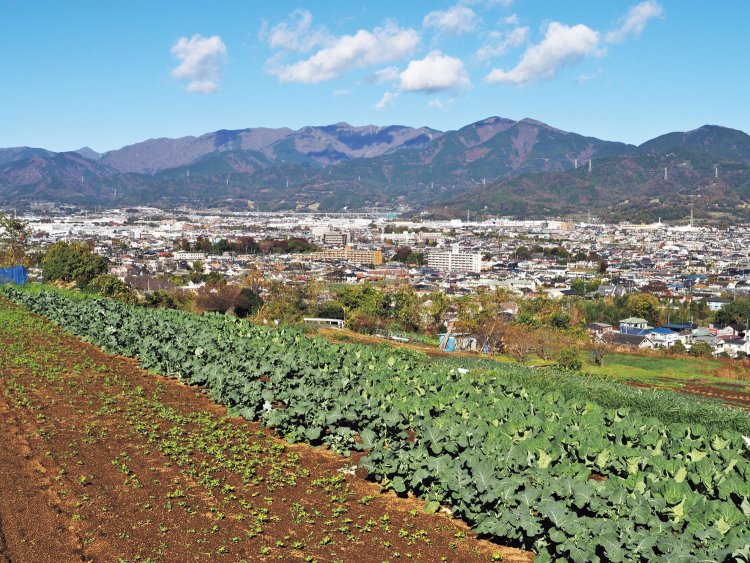 渋沢丘陵の尾根に向かう坂道からは、キャベツ畑越しに、丹沢表尾根が一望できる。
