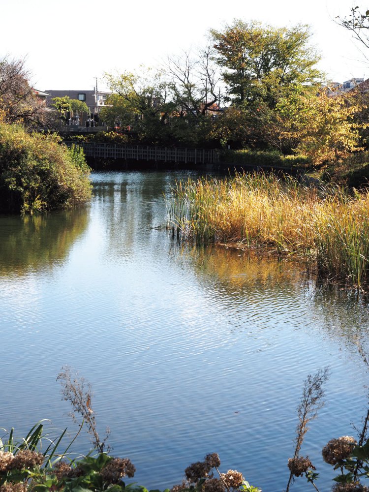 今泉湧水池は秦野盆地湧水群で最大の湧水量を誇る。春には桜の名所となる。