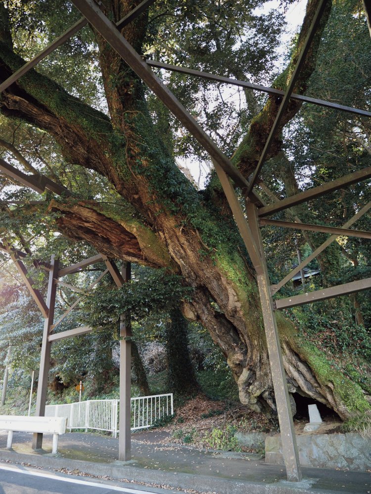 御神木の椎の木。根元の空洞に祠が置かれている。