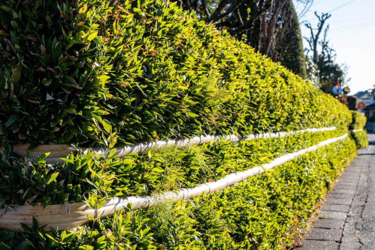 板塀より安価と奨励された寒竹囲いの家並みが残る。