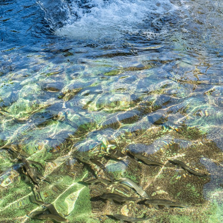 清冽な地下水で育てられた養殖鮎。